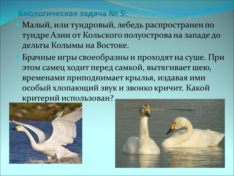 Биологическая задача № 5: Малый, или тундровый, лебедь распространен по тундре