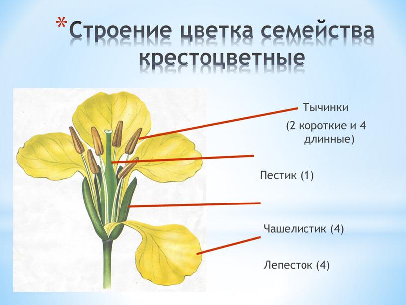 Строение цветка семейства крестоцветные