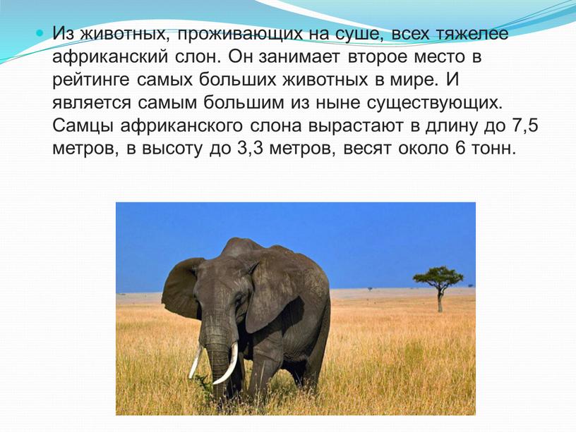 Из животных, проживающих на суше, всех тяжелее африканский слон