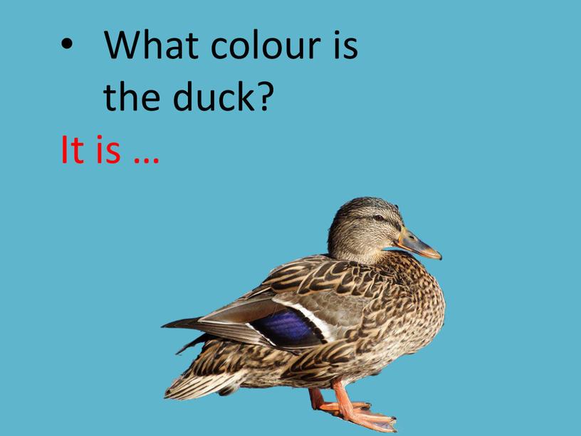 What colour is the duck? It is …