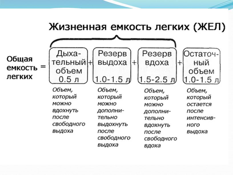 Разработка урока "Жизненная емкость легких.Реанимация."