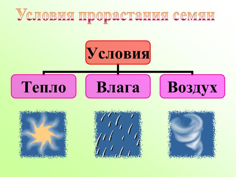 Условия прорастания семян