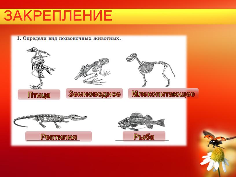 ЗАКРЕПЛЕНИЕ Птица Земноводное Млекопитающее