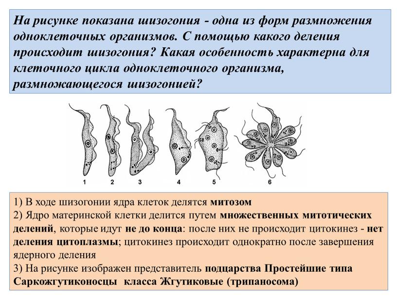 На рисунке показана шизогония - одна из форм размножения одноклеточных организмов