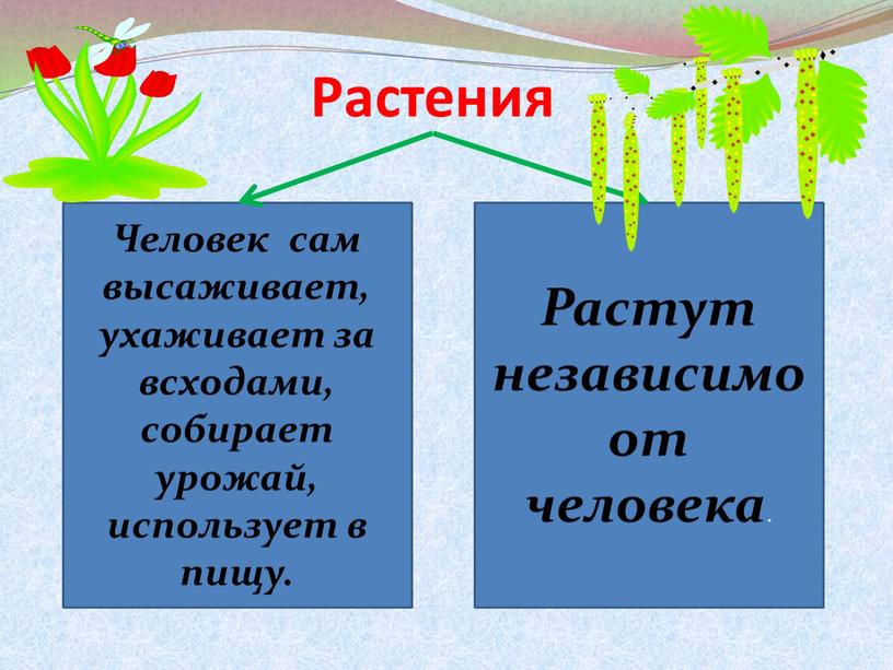 Растения Человек сам высаживает, ухаживает за всходами, собирает урожай, использует в пищу