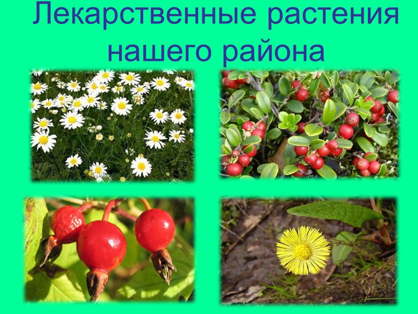 Лекарственные растения нашего района