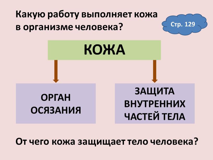 КОЖА ОРГАН ОСЯЗАНИЯ ЗАЩИТА ВНУТРЕННИХ