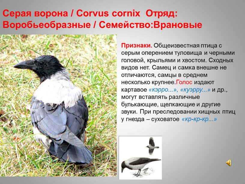 Серая ворона / Corvus cornix Отряд: