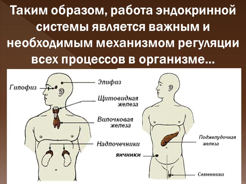 Таким образом, работа эндокринной системы является важным и необходимым механизмом регуляции всех процессов в организме… яичники