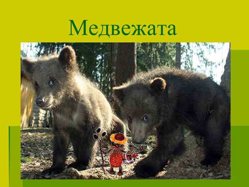 Медвежата