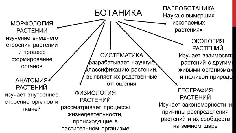 БОТАНИКА МОРФОЛОГИЯ РАСТЕНИЙ изучение внешнего строения растений и процесс формирование органов