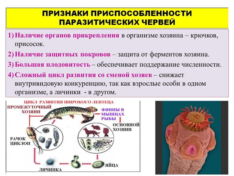 Наличие органов прикрепления в организме хозяина – крючков, присосок