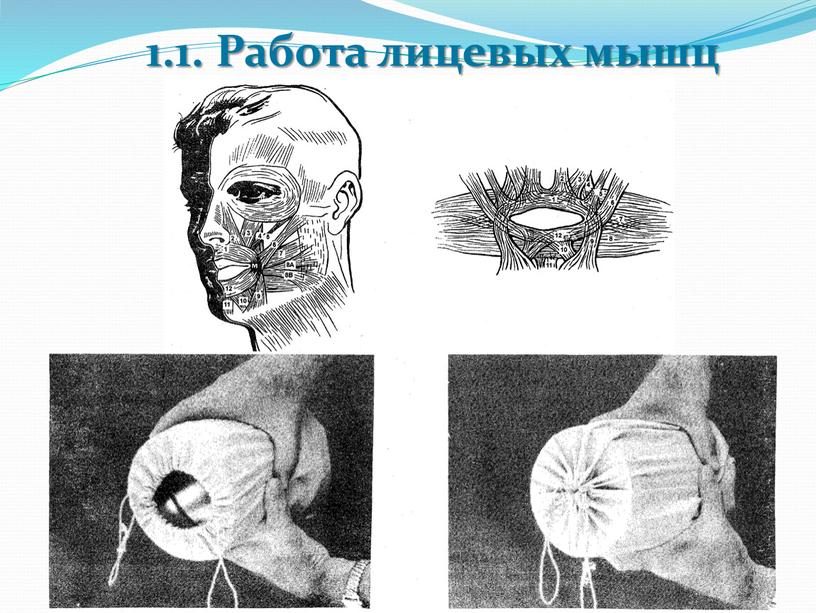 1.1. Работа лицевых мышц