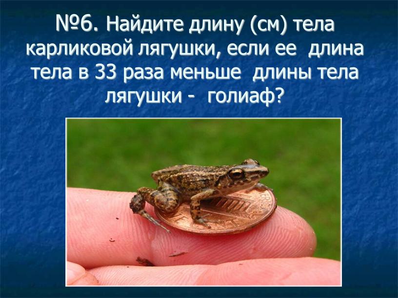 Найдите длину (см) тела карликовой лягушки, если ее длина тела в 33 раза меньше длины тела лягушки - голиаф?