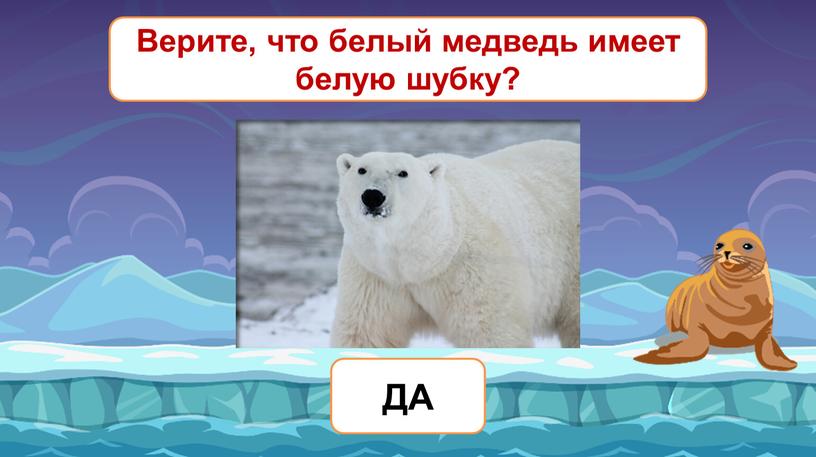 Верите, что белый медведь имеет белую шубку?