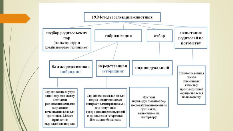 Презентация по теме "Селекция"