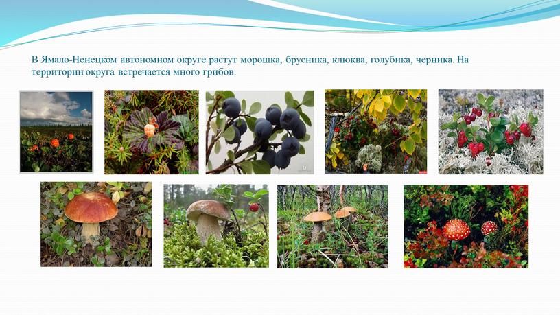 В Ямало-Ненецком автономном округе растут морошка, брусника, клюква, голубика, черника