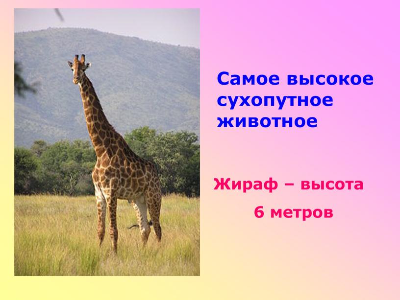 Самое высокое сухопутное животное