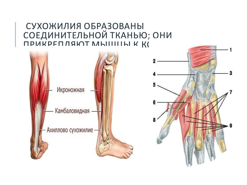 Сухожилия образованы соединительной тканью; они прикрепляют мышцы к костям