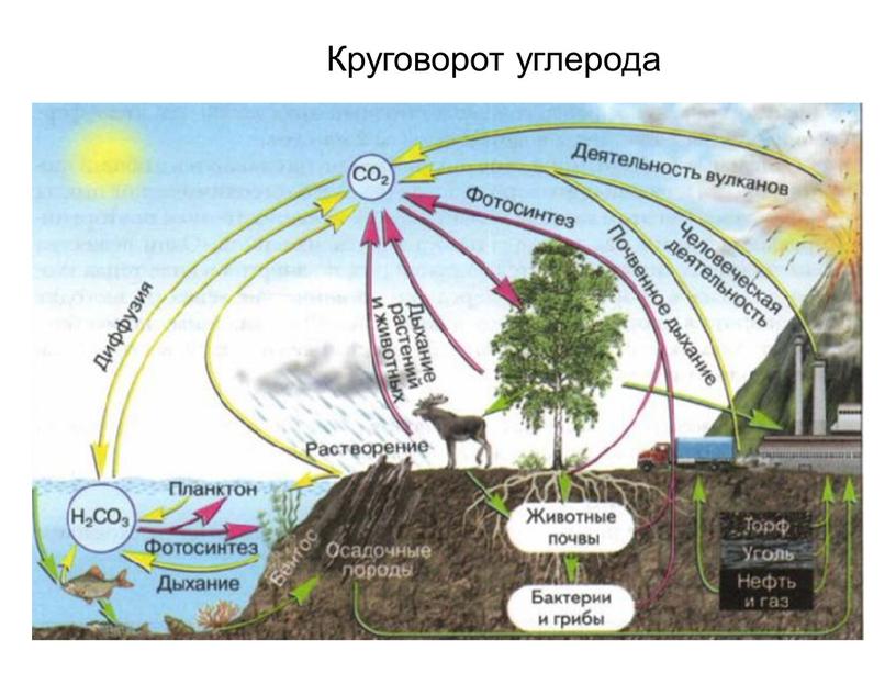 Круговорот углерода