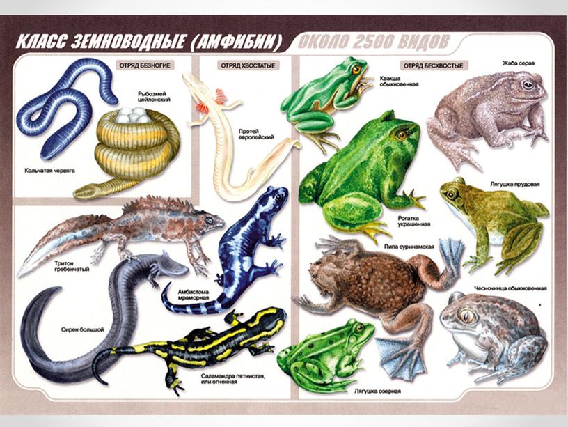 Завершите схему класс земноводные отряд признаки отряда