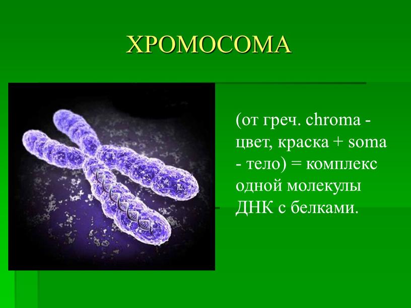 ХРОМОСОМА (от греч. chroma - цвет, краска + soma - тело) = комплекс одной молекулы