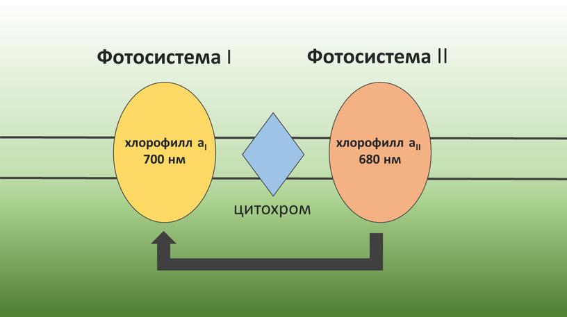 Фотосистема I Фотосистема II хлорофилл аI 700 нм хлорофилл аII 680 нм цитохром