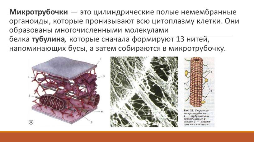 Микротрубочки — это цилиндрические полые немембранные органоиды, которые пронизывают всю цитоплазму клетки