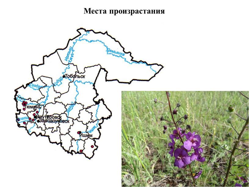 Места произрастания