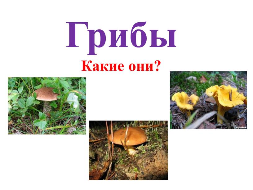 Грибы Какие они?