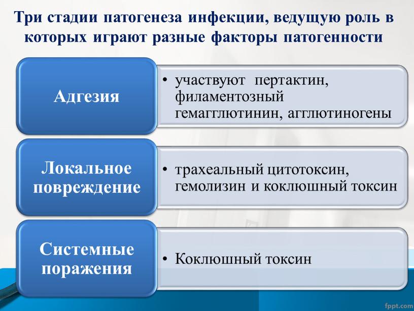 Три стадии патогенеза инфекции, ведущую роль в которых играют разные факторы патогенности