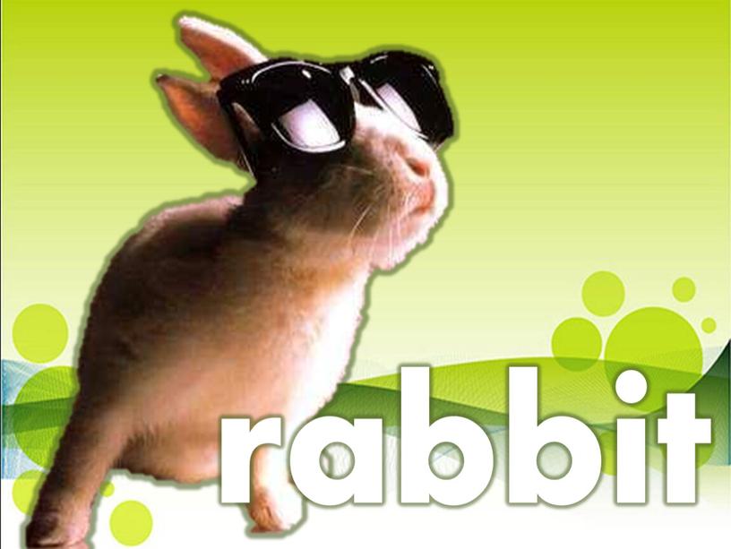 rabbit