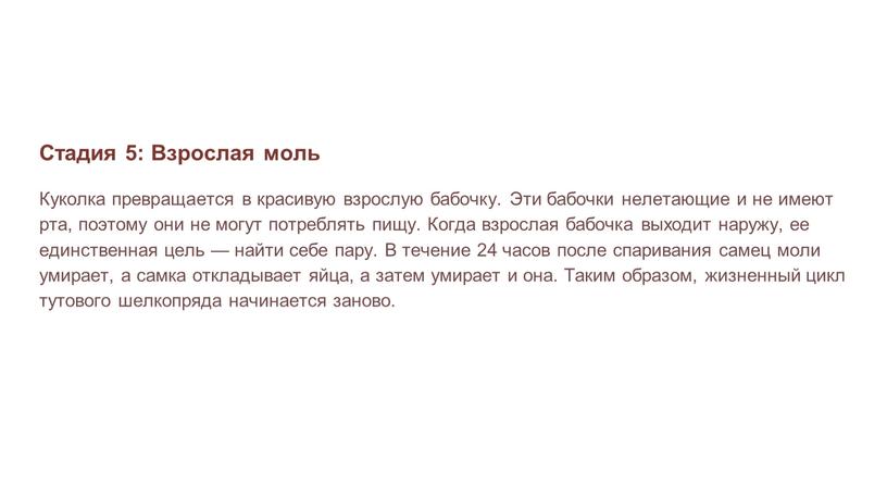 Стадия 5: Взрослая моль Куколка превращается в красивую взрослую бабочку