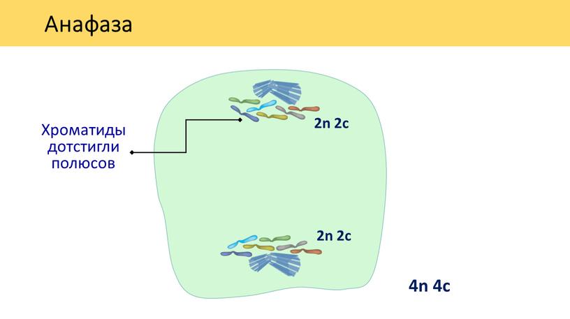 Анафаза 4n 4c Хроматиды дотстигли полюсов