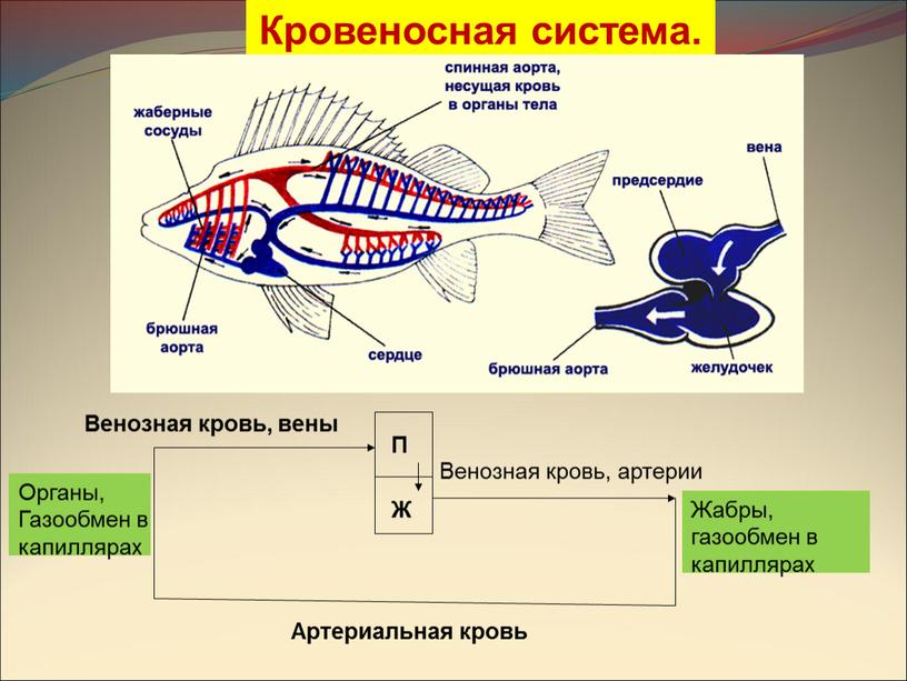 Кровеносная система. Венозная кровь, артерии