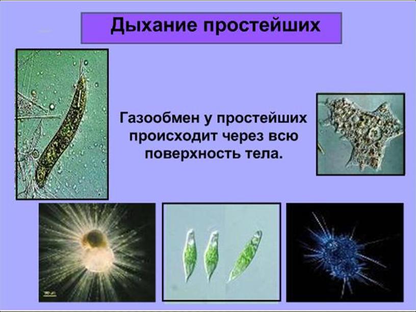 Презентация по биологии 7 класс "Общая характеристика простейших"