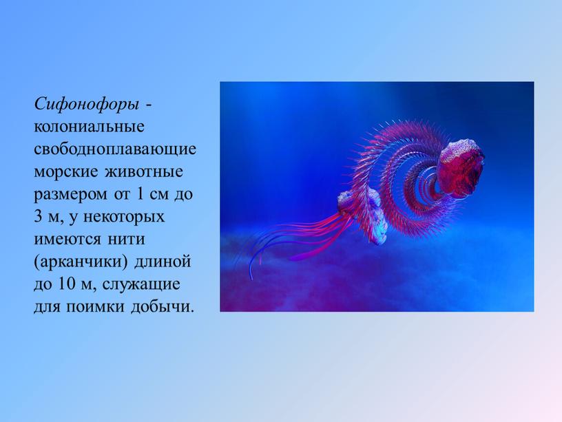 Сифонофоры - колониальные свободноплавающие морские животные размером от 1 см до 3 м, у некоторых имеются нити (арканчики) длиной до 10 м, служащие для поимки…