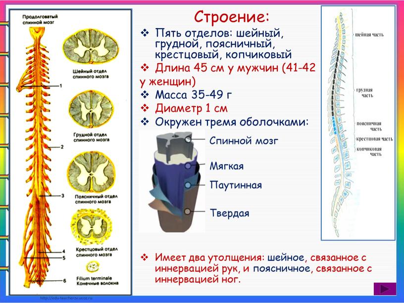 Строение: Пять отделов: шейный, грудной, поясничный, крестцовый, копчиковый