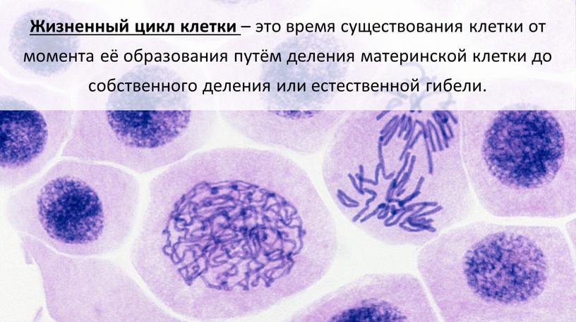 Жизненный цикл клетки – это время существования клетки от момента её образования путём деления материнской клетки до собственного деления или естественной гибели