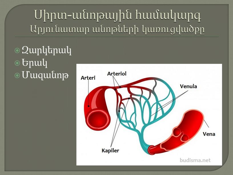 Սիրտ-անոթային համակարգ Արյունատար անոթների կառուցվածքը Զարկերակ Երակ Մազանոթ