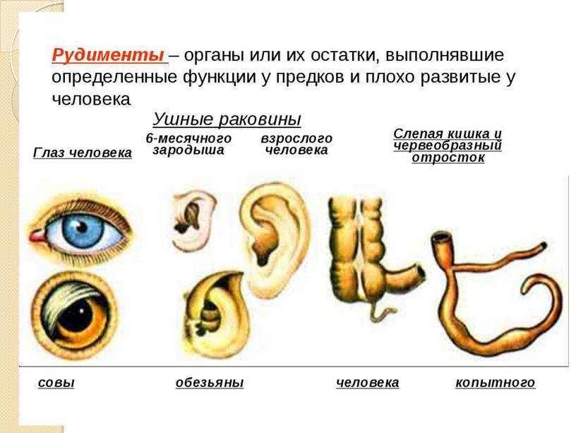 Конспект урока "Доказательства эволюционного происхождения человека" (9 класс)