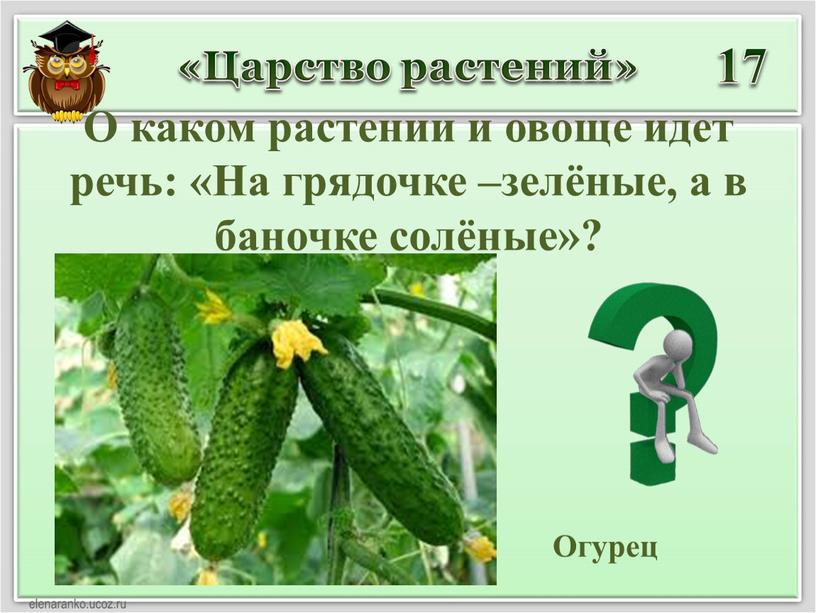 Царство растений» 17 Огурец О каком растении и овоще идет речь: «На грядочке –зелёные, а в баночке солёные»?