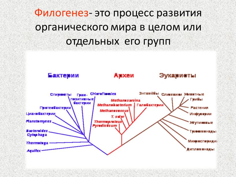 Филогенез- это процесс развития органического мира в целом или отдельных его групп