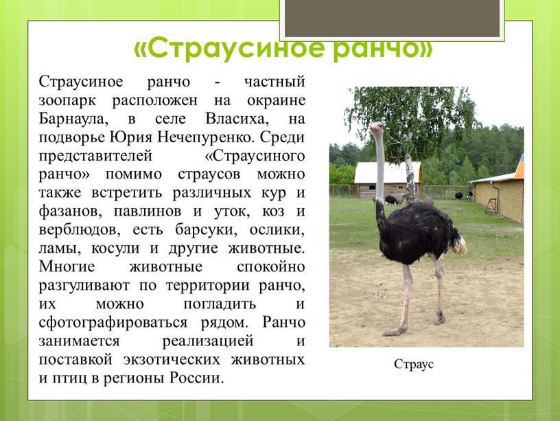 Страусиное ранчо» Страусиное ранчо - частный зоопарк расположен на окраине