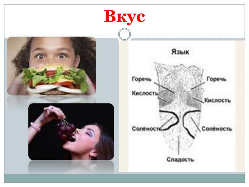 Вкус Сладкую и соленую пищу человек ощущает кончиком языка, кислую – боками, а горькую – корнем