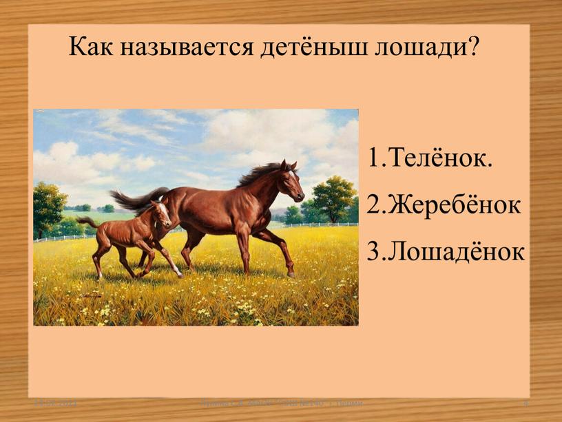 Как называется детёныш лошади? 1