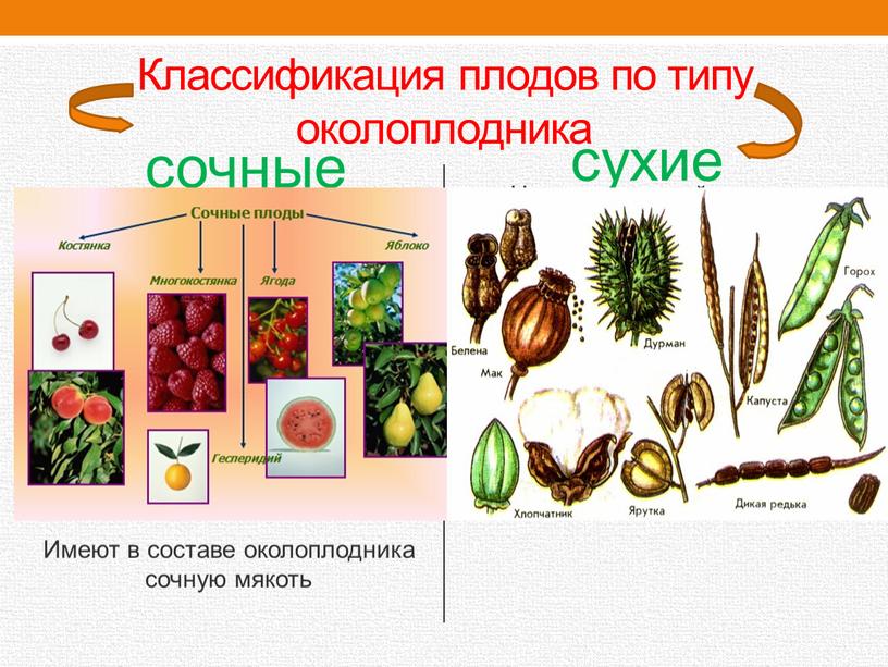 Классификация плодов по типу околоплодника