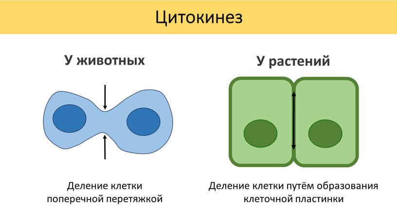 Цитокинез Деление клетки поперечной перетяжкой