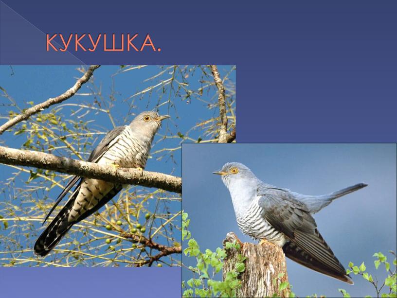 КУКУШКА.