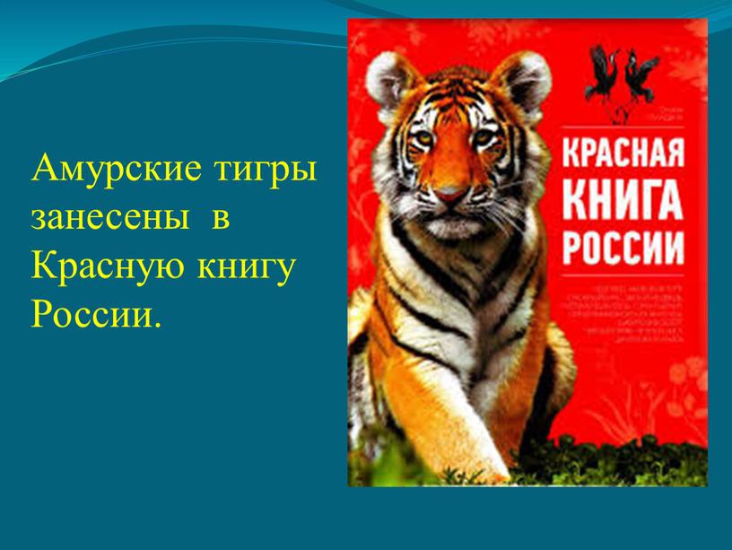 Амурские тигры занесены в Красную книгу